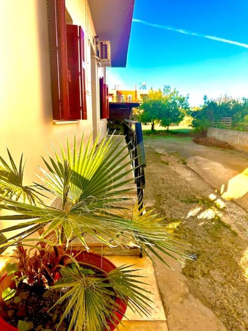 Sunny Garden 19
