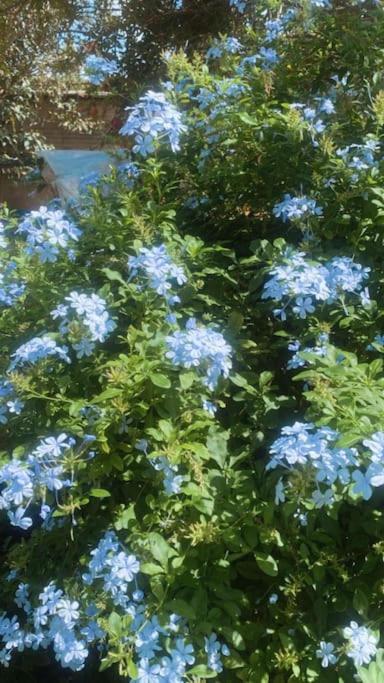 Sunny Garden 28