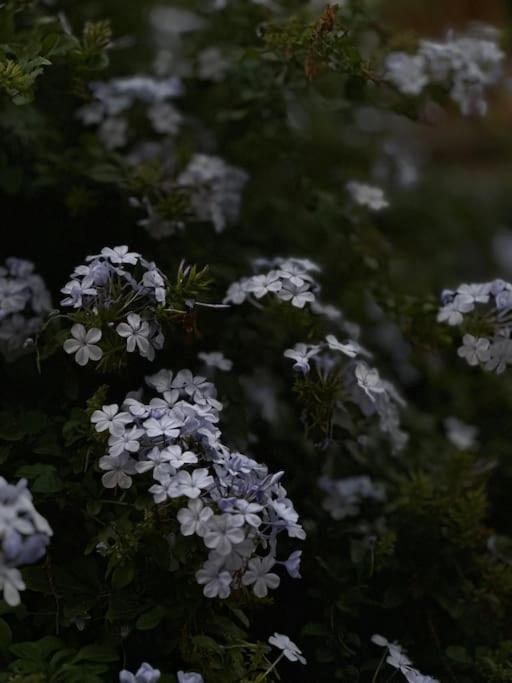 Sunny Garden 35